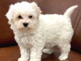 Sevimli Kar Beyaz Maltipoo Yavrumuz