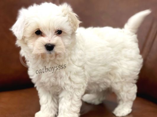 Sevimli Kar Beyaz Maltipoo Yavrumuz görsel