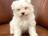 Biblo Bebek Maltipoo Yavrularımız