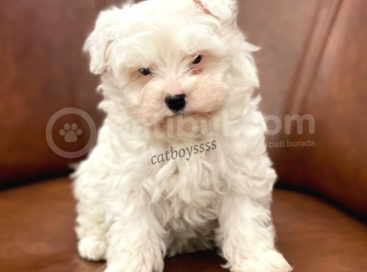 Biblo Bebek Maltipoo Yavrularımız görsel