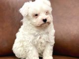 Biblo Bebek Maltipoo Yavrularımız