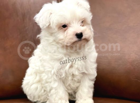 Biblo Bebek Maltipoo Yavrularımız görsel