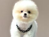 Safkan Teddy Bear Pomeranian Boo Yavrularımız