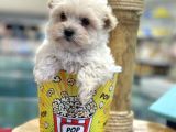 Mini Maltipoo Bebeğimiz