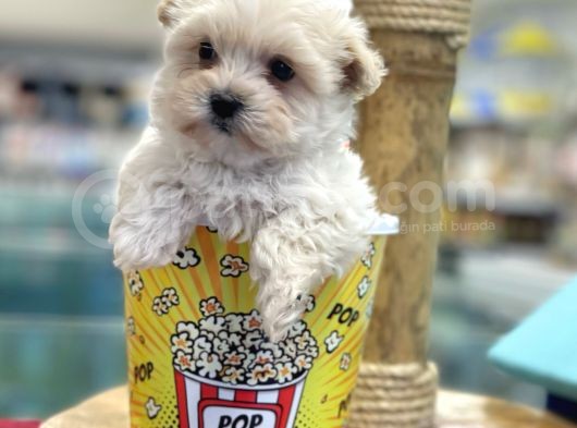Mini Maltipoo Bebeğimiz görsel