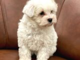 Sevimli Kar Beyaz Maltipoo Yavrumuz
