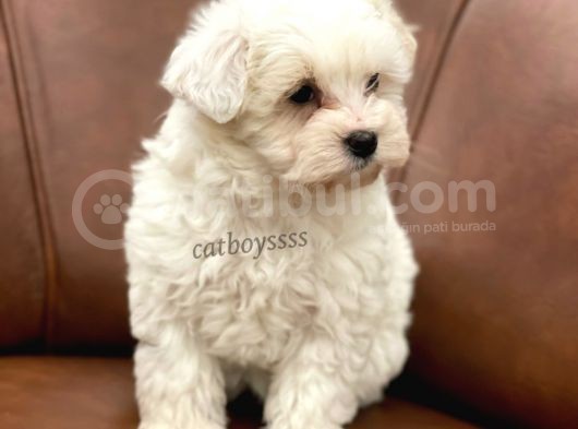 Sevimli Kar Beyaz Maltipoo Yavrumuz görsel