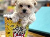 Mini Maltipoo Bebeğimiz