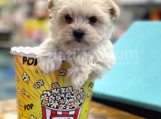 Mini Maltipoo Bebeğimiz görsel