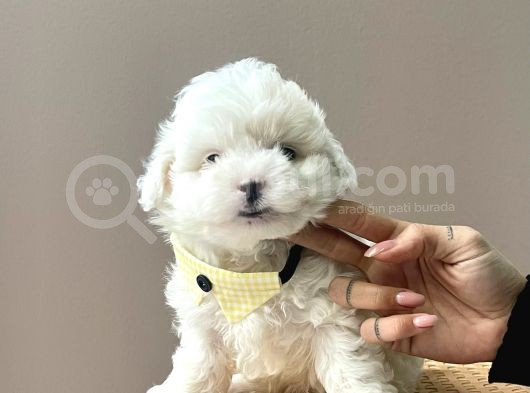 Karbeyaz Maltese Mini Boy Yavrular görsel