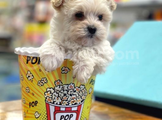 Mini Maltipoo Bebeğimiz görsel