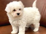 Sevimli Kar Beyaz Maltipoo Yavrumuz