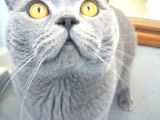 Safkan British Shorthair Erkek