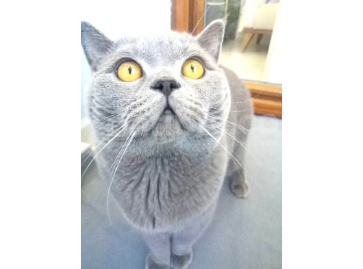 Safkan British Shorthair Erkek