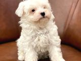 Biblo Bebek Maltipoo Yavrularımız