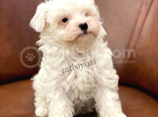Biblo Bebek Maltipoo Yavrularımız görsel