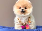 Safkan Teddy Bear Pomeranian Boo Yavrularımız