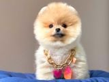 Safkan Teddy Bear Pomeranian Boo Yavrularımız