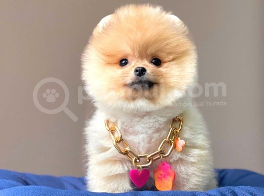 Safkan Teddy Bear Pomeranian Boo Yavrularımız