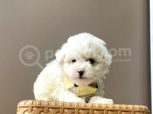 Karbeyaz Maltese Mini Boy Yavrular