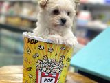 Mini Maltipoo Bebeğimiz