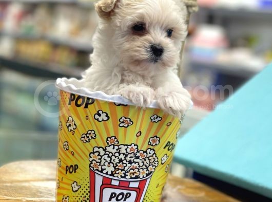 Mini Maltipoo Bebeğimiz görsel