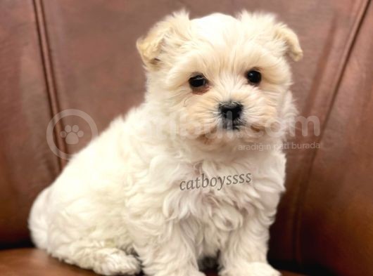 Sevimli Mini Maltipoo Yavrumuz görsel