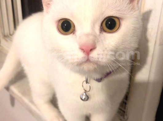 Li̇na British Çi̇pli̇ görsel