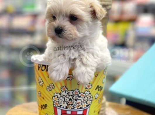 Mini Maltipoo Bebeğimiz görsel
