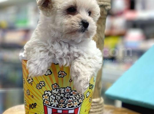 Mini Maltipoo Bebeğimiz görsel