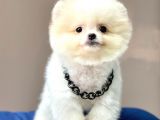 Safkan Teddy Bear Pomeranian Boo Yavrularımız