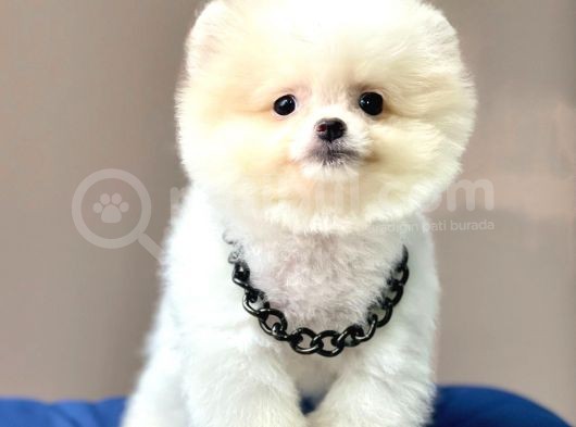 Safkan Teddy Bear Pomeranian Boo Yavrularımız görsel