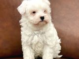 Biblo Bebek Maltipoo Yavrularımız
