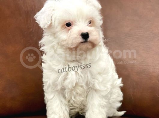 Biblo Bebek Maltipoo Yavrularımız görsel