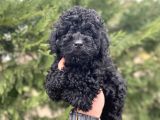 A Kali̇te Si̇yah Toy Poodle Kizimiz