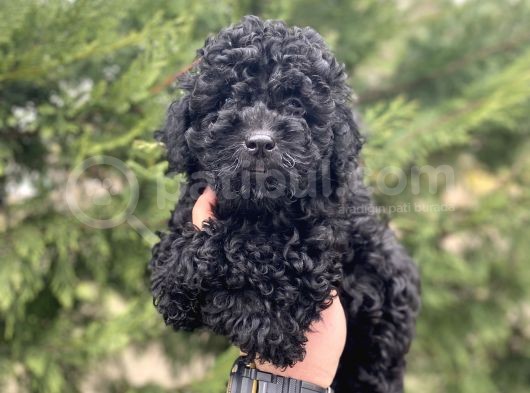 A Kali̇te Si̇yah Toy Poodle Kizimiz