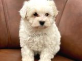 Sevimli Kar Beyaz Maltipoo Yavrumuz
