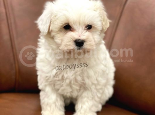 Sevimli Kar Beyaz Maltipoo Yavrumuz