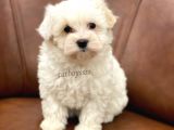 Sevimli Kar Beyaz Maltipoo Yavrumuz