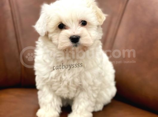 Sevimli Kar Beyaz Maltipoo Yavrumuz görsel