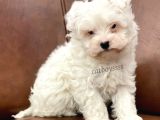 Biblo Bebek Maltipoo Yavrularımız