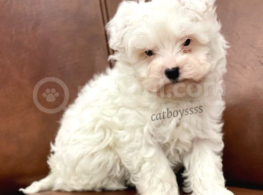 Biblo Bebek Maltipoo Yavrularımız görsel