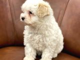 Sevimli Kar Beyaz Maltipoo Yavrumuz