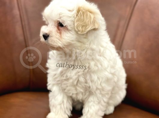 Sevimli Kar Beyaz Maltipoo Yavrumuz görsel