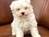 Biblo Bebek Maltipoo Yavrularımız
