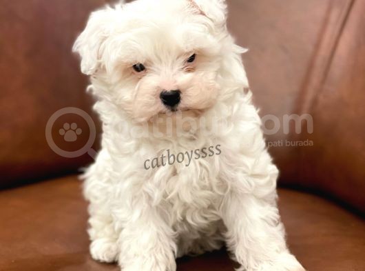 Biblo Bebek Maltipoo Yavrularımız