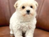 Sevimli Mini Maltipoo Yavrumuz