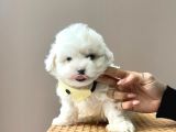 Karbeyaz Maltese Mini Boy Yavrular