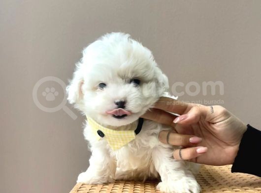 Karbeyaz Maltese Mini Boy Yavrular görsel