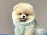 Safkan Teddy Bear Pomeranian Boo Yavrularımız